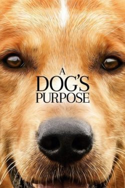 دانلود فیلم هدف یک سگ A Dog’s Purpose 2017 زیرنویس فارسی چسبیده