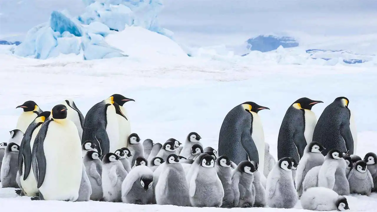 March of the Penguins (2005)