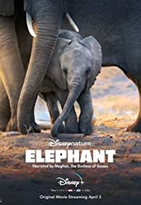 فیلم  فیل 2020 Elephant زیرنویس فارسی چسبیده