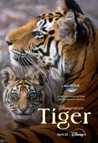 مستند ببر Tiger 2024 زیرنویس فارسی چسبیده